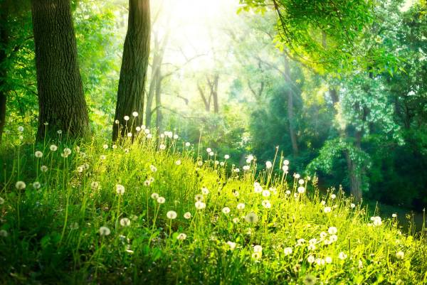 Forrest scene